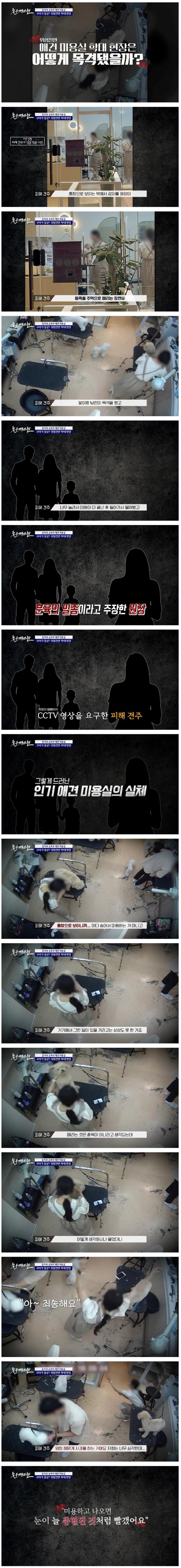 강아지들 구타하고 학대해서 난리난 애견미용실 CCTV