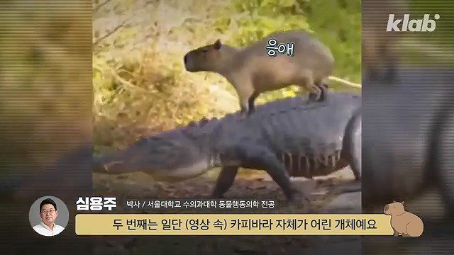 카피바라가 친화력 甲의 대명사가 된 이유