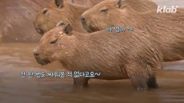 카피바라가 친화력 甲의 대명사가 된 이유