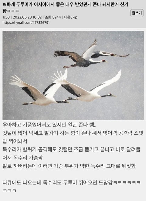 두루미가 아시아에서 좋은 대우 받았던게 겁나 쎄서란거 신기함