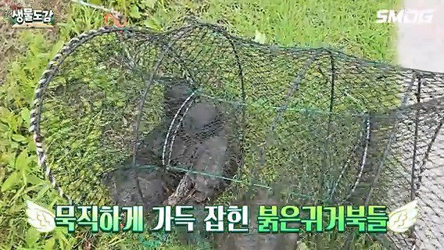 생태계교란종 붉은귀거북 퇴치하다가 교잡종으로 의심된 거북이 발견