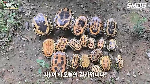 생태계교란종 붉은귀거북 퇴치하다가 교잡종으로 의심된 거북이 발견