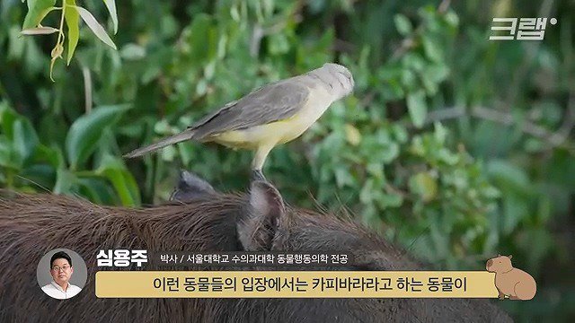 카피바라가 친화력 甲의 대명사가 된 이유