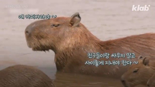 카피바라가 친화력 甲의 대명사가 된 이유