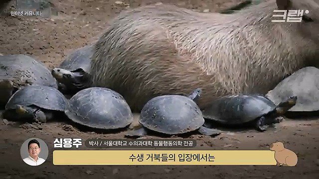 카피바라가 친화력 甲의 대명사가 된 이유