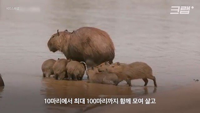 카피바라가 친화력 甲의 대명사가 된 이유