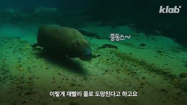 카피바라가 친화력 甲의 대명사가 된 이유