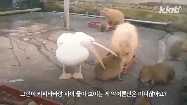 카피바라가 친화력 甲의 대명사가 된 이유