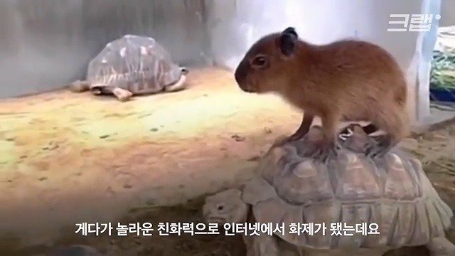 카피바라가 친화력 甲의 대명사가 된 이유