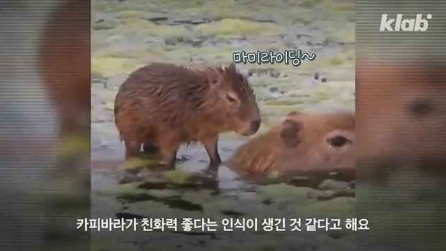 카피바라가 친화력 甲의 대명사가 된 이유