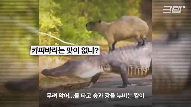 카피바라가 친화력 甲의 대명사가 된 이유