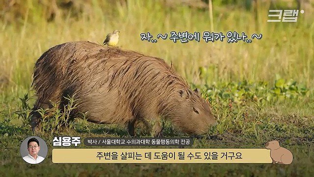 카피바라가 친화력 甲의 대명사가 된 이유