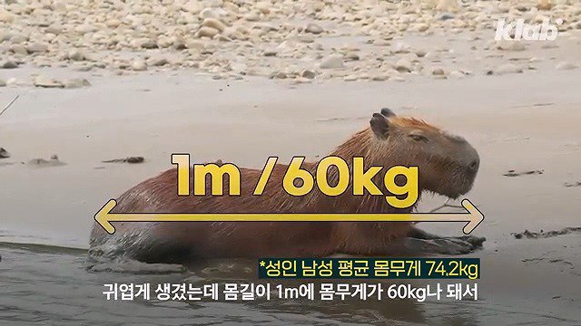 카피바라가 친화력 甲의 대명사가 된 이유