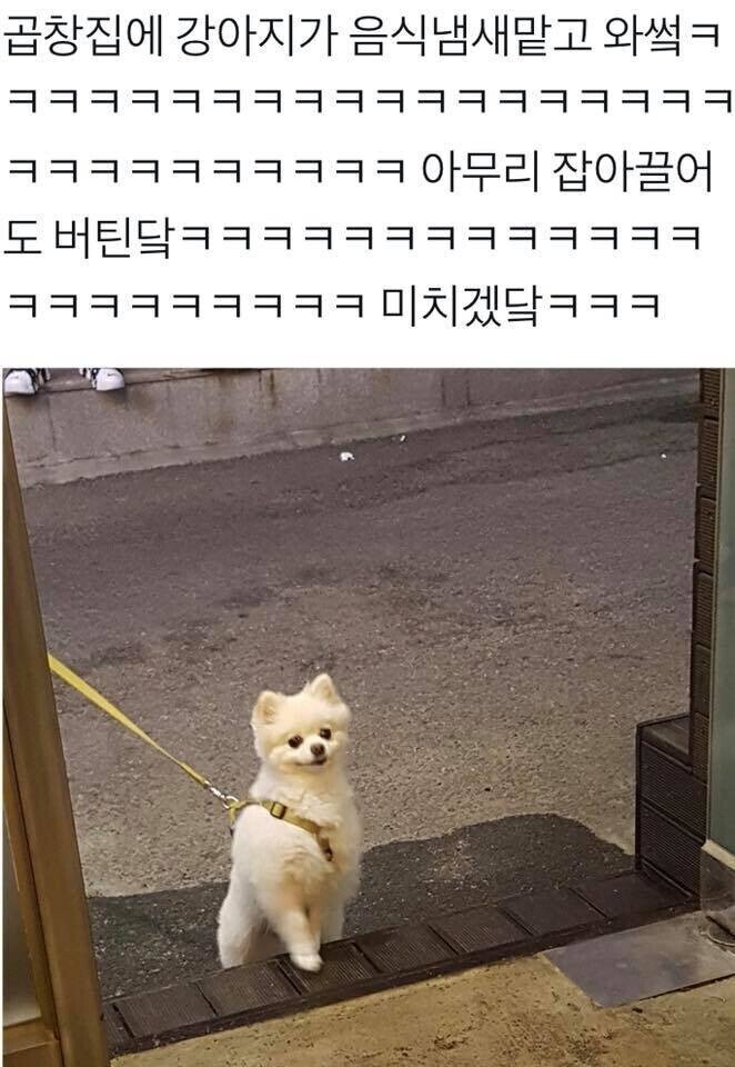 곱창 냄새에 홀려버린 멍뭉이...