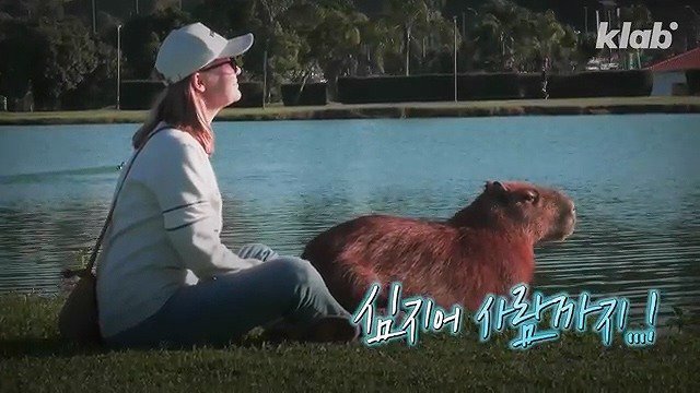 카피바라가 친화력 甲의 대명사가 된 이유