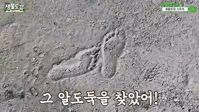 생태계교란종 붉은귀거북 퇴치하다가 교잡종으로 의심된 거북이 발견