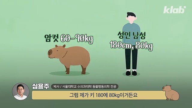 카피바라가 친화력 甲의 대명사가 된 이유