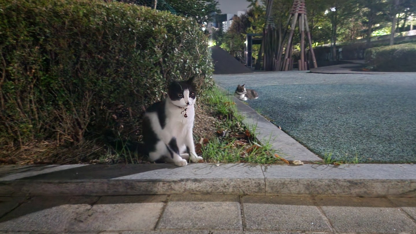 산책 중 만난 고양이