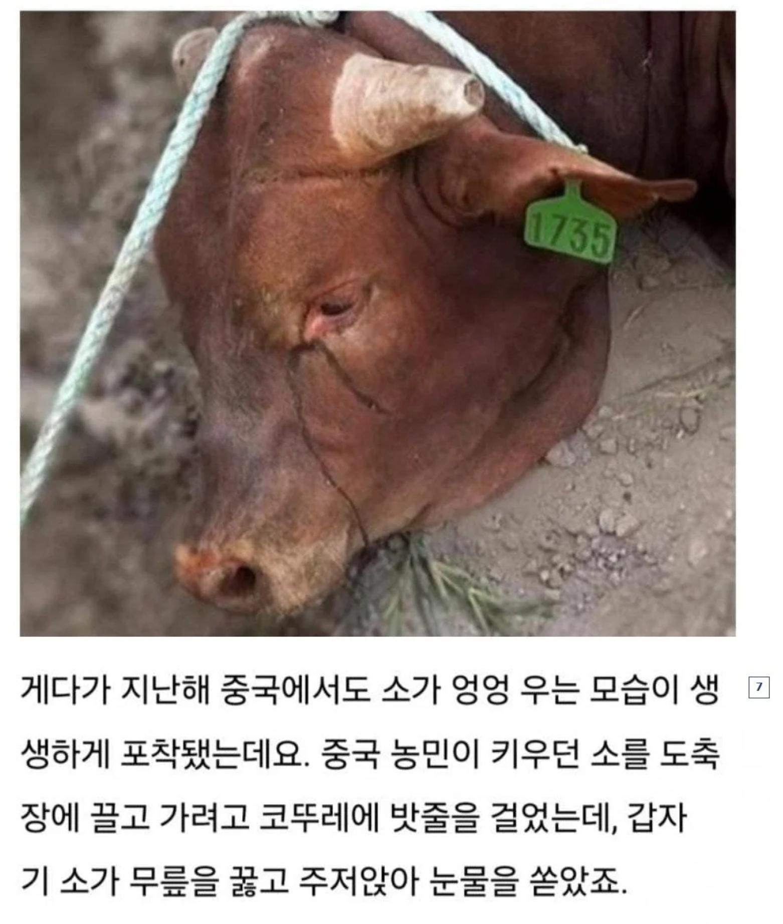 소가 도살장에 끌려가며 눈물을 흘리는 이유