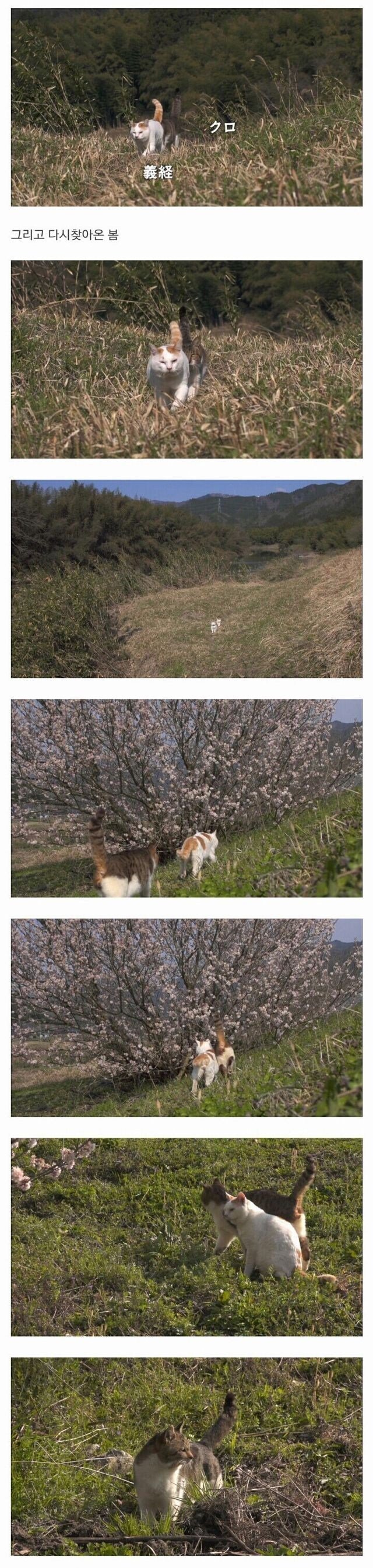 할아버지와 고양이 한마리가 강을 건너고 있습니다