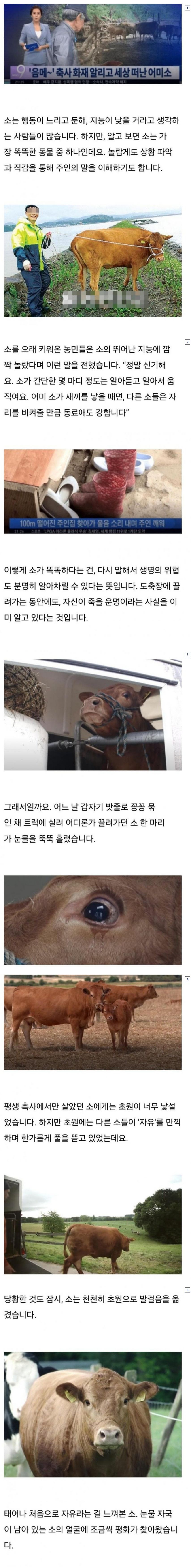 소가 도살장에 끌려가며 눈물을 흘리는 이유