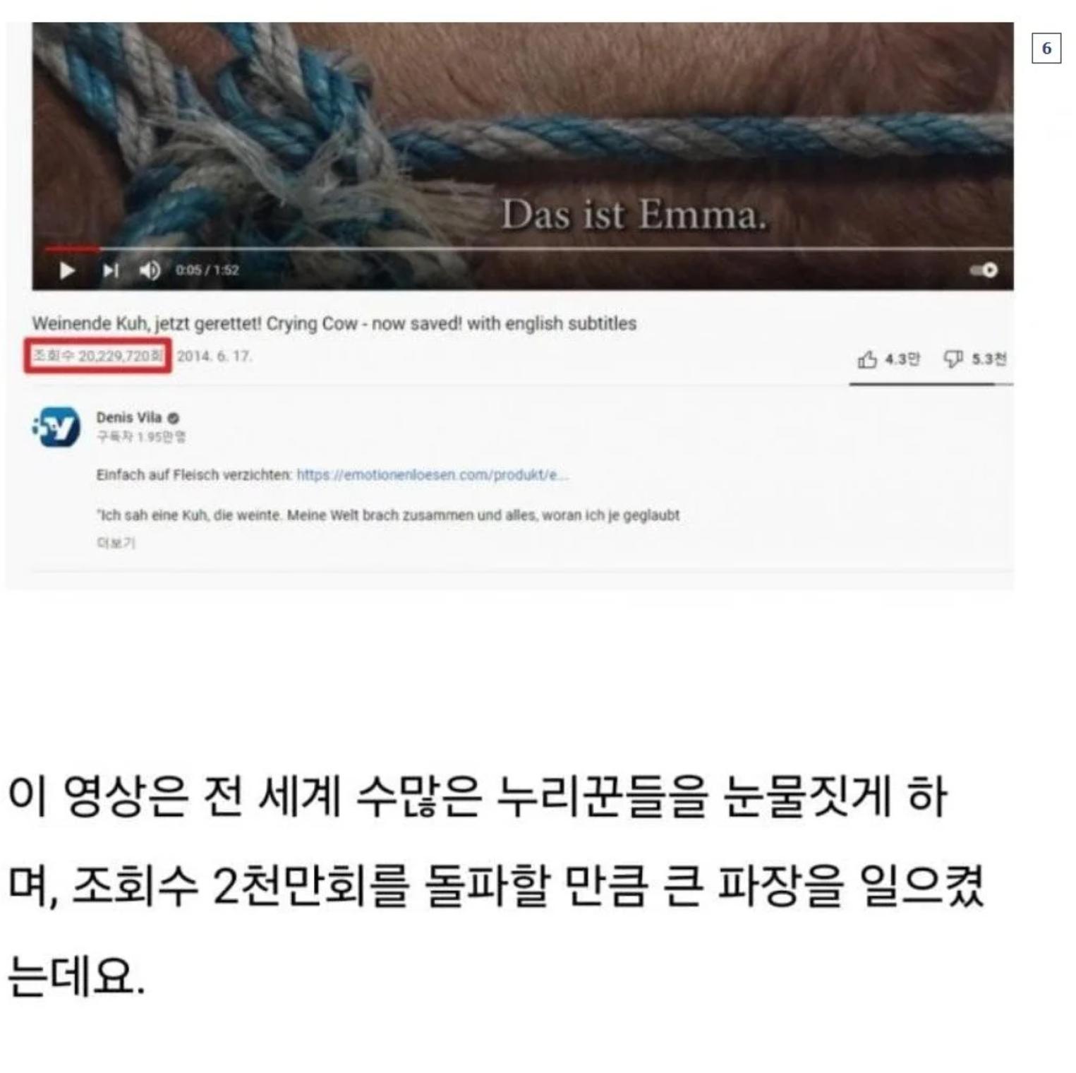 소가 도살장에 끌려가며 눈물을 흘리는 이유