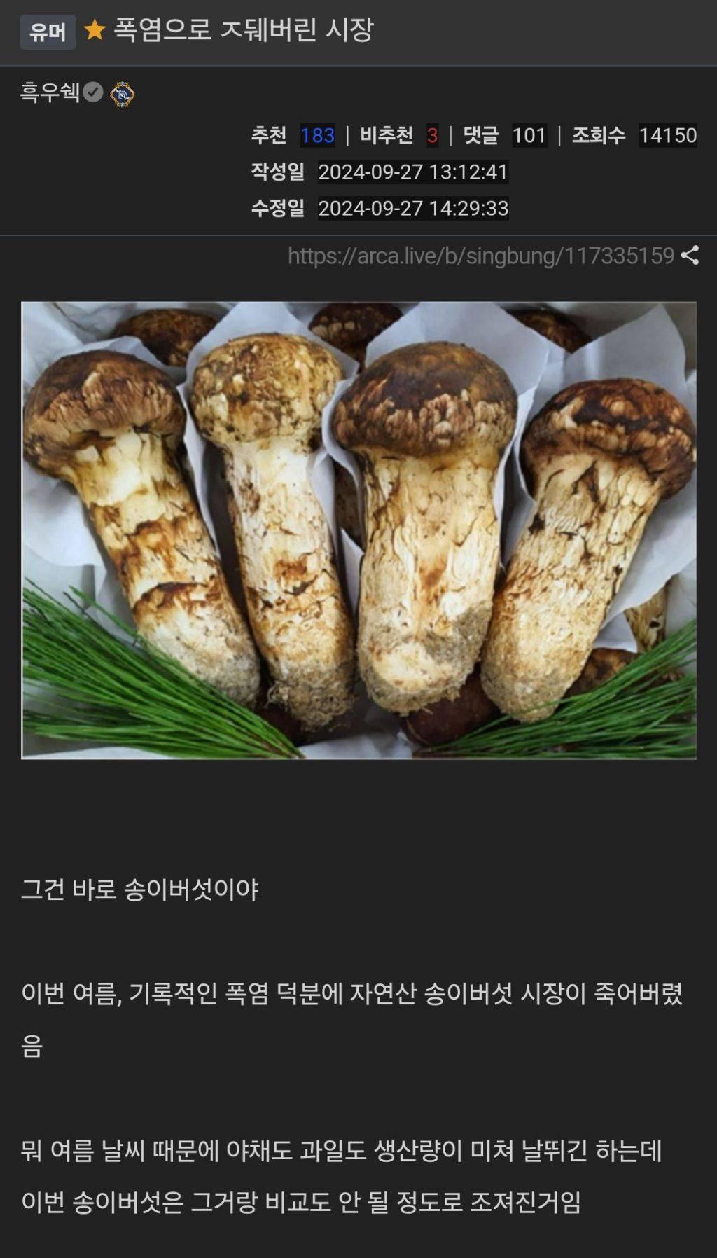 폭염으로 망해버린 자연산 송이버섯 시장.jpg