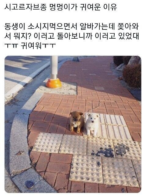 시고르자브종이 귀여운 이유