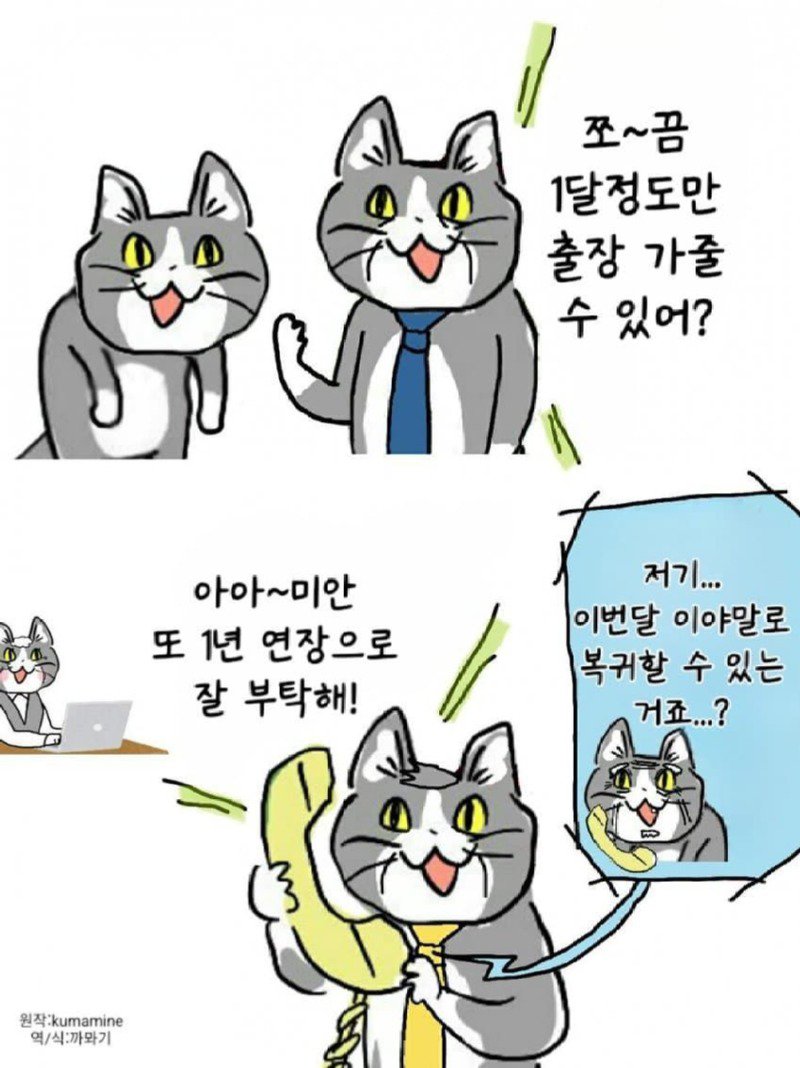 좆소고양이 모음집 