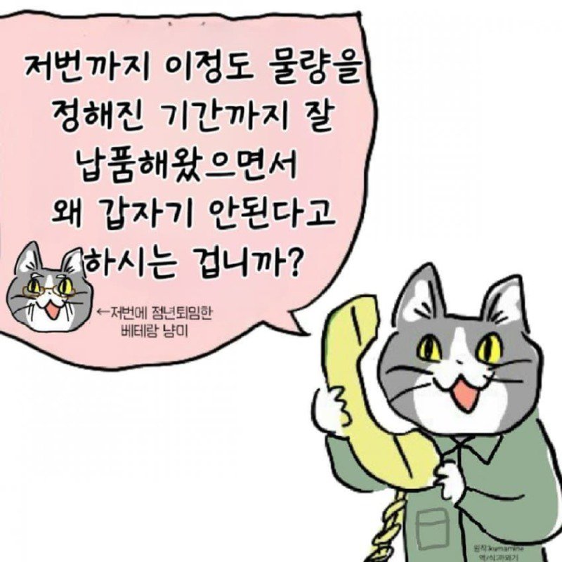 좆소고양이 모음집 