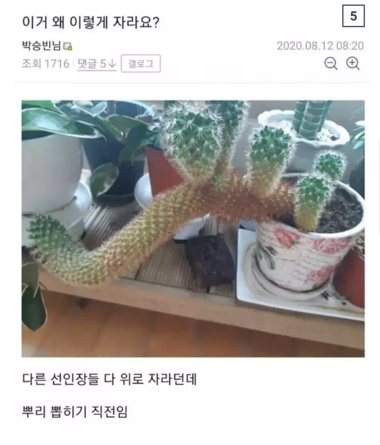 조금 이상한 식물갤 드루이드.jpg