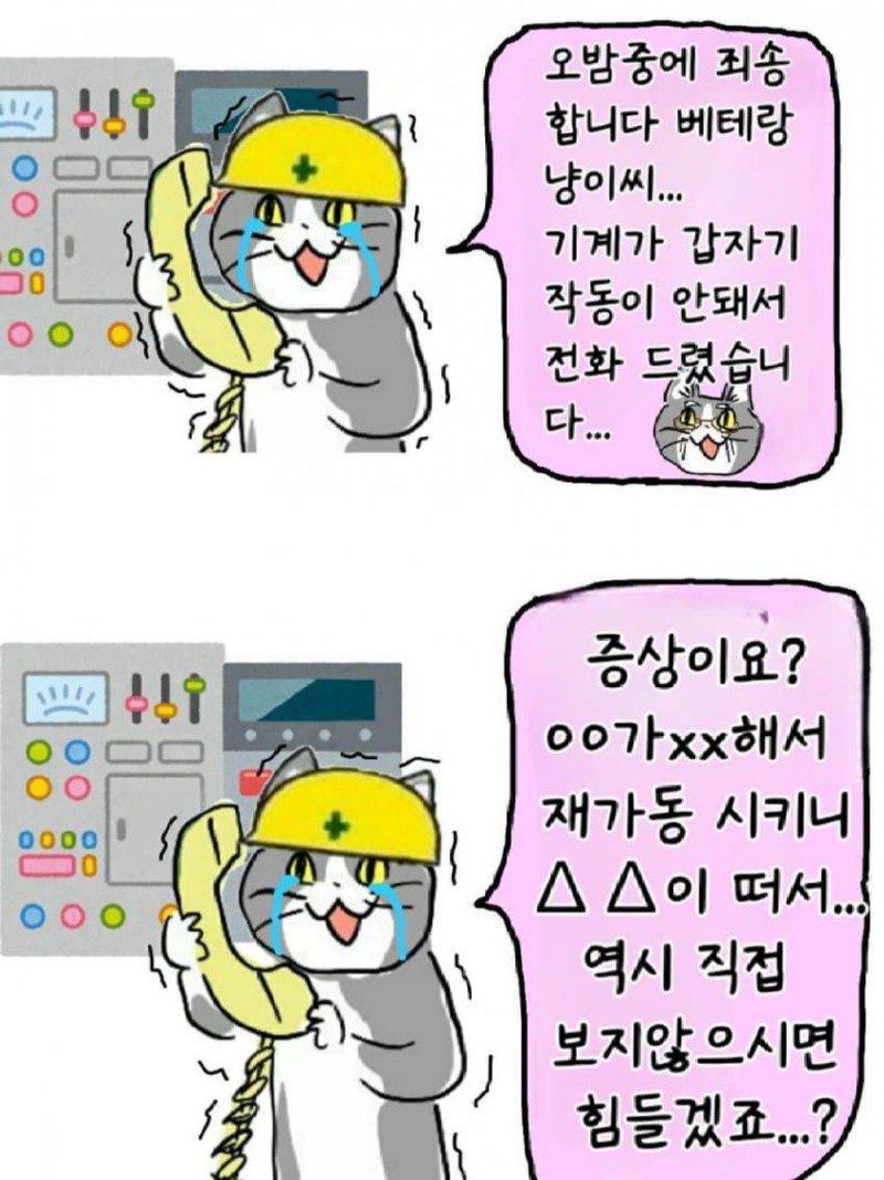 좆소고양이 모음집 