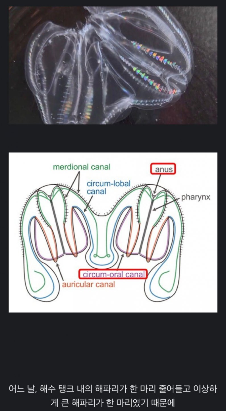 자연계에서 최초로 발견된 합체동물.jpg