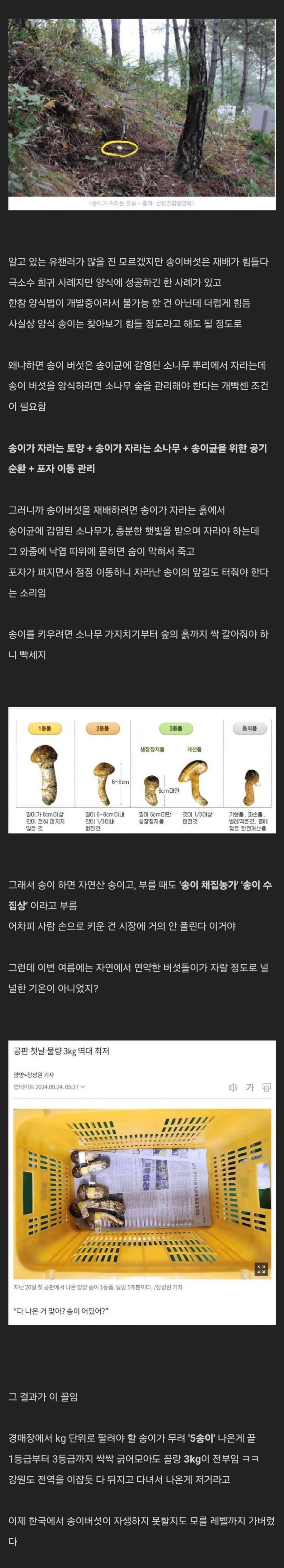 폭염으로 망해버린 자연산 송이버섯 시장.jpg