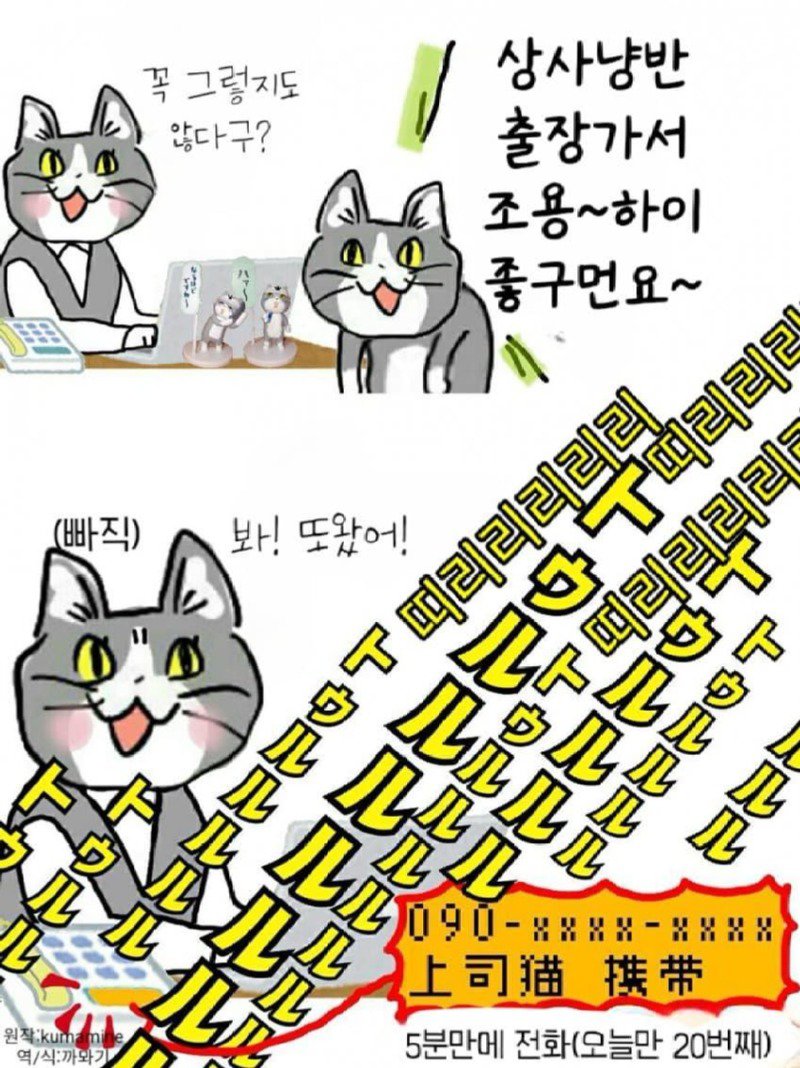 좆소고양이 모음집 