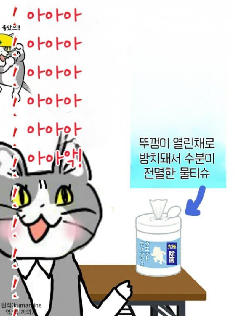 좆소고양이 모음집 