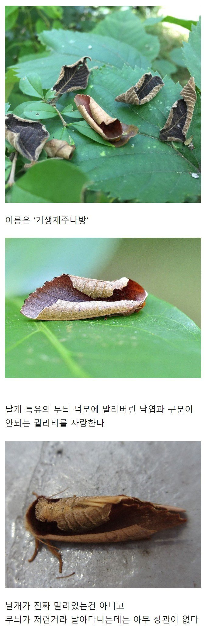 낙엽을 완벽하게 재현한 나방