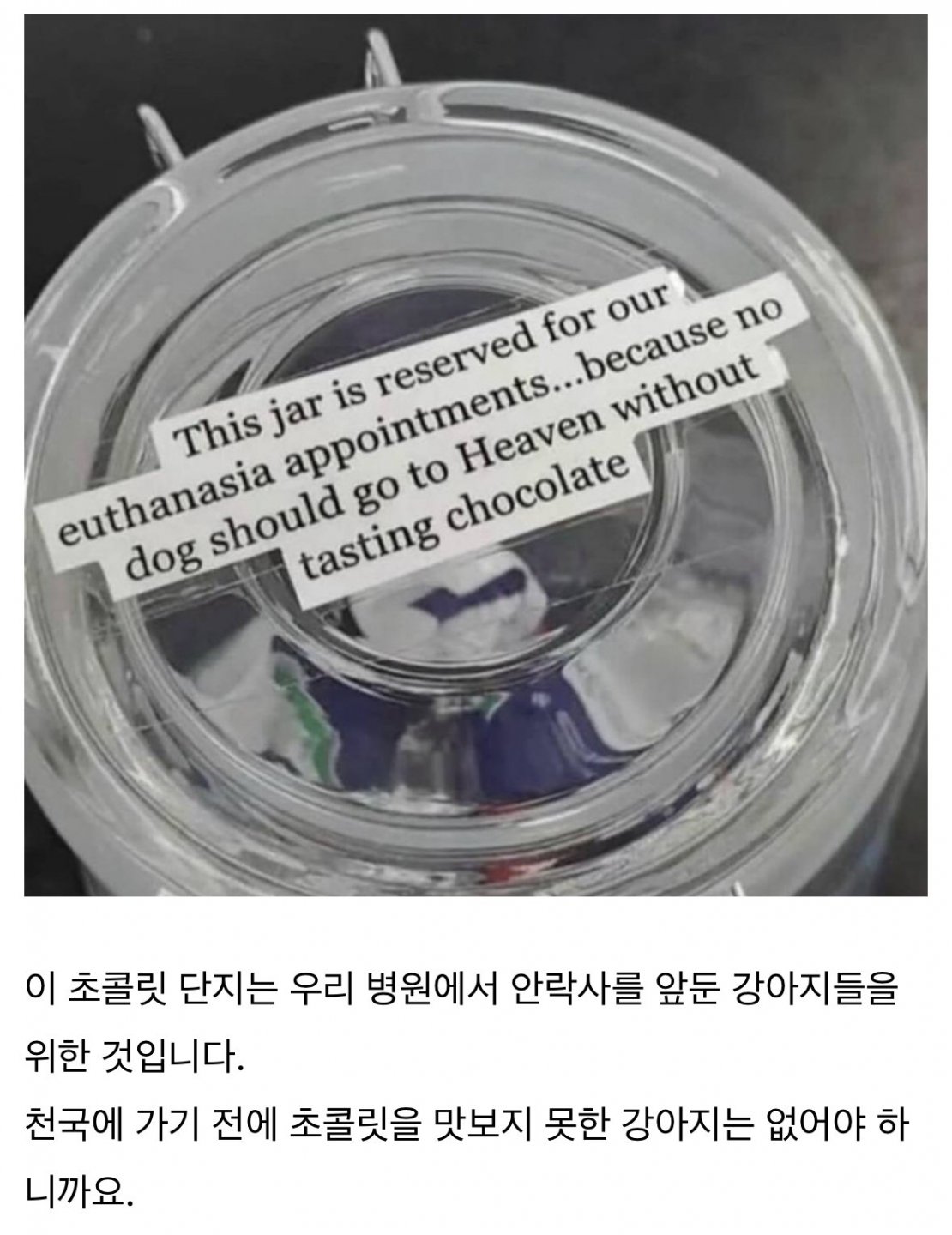 강아지에게 초콜릿을 제공하는 동물병원