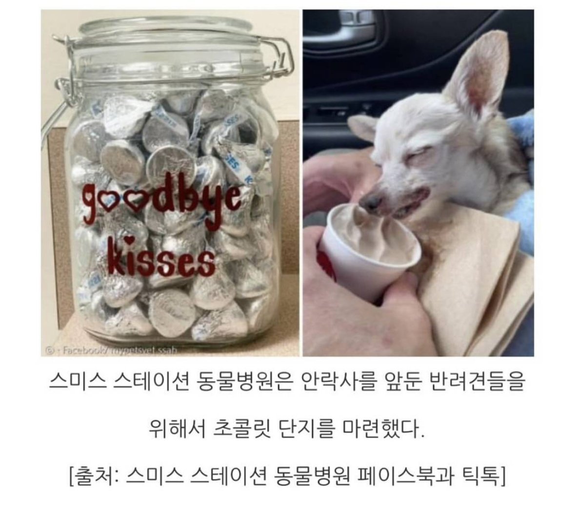 강아지에게 초콜릿을 제공하는 동물병원