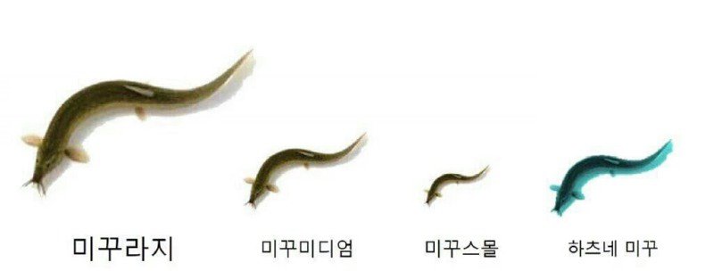 미꾸라지 한마리가 물을 흐린다