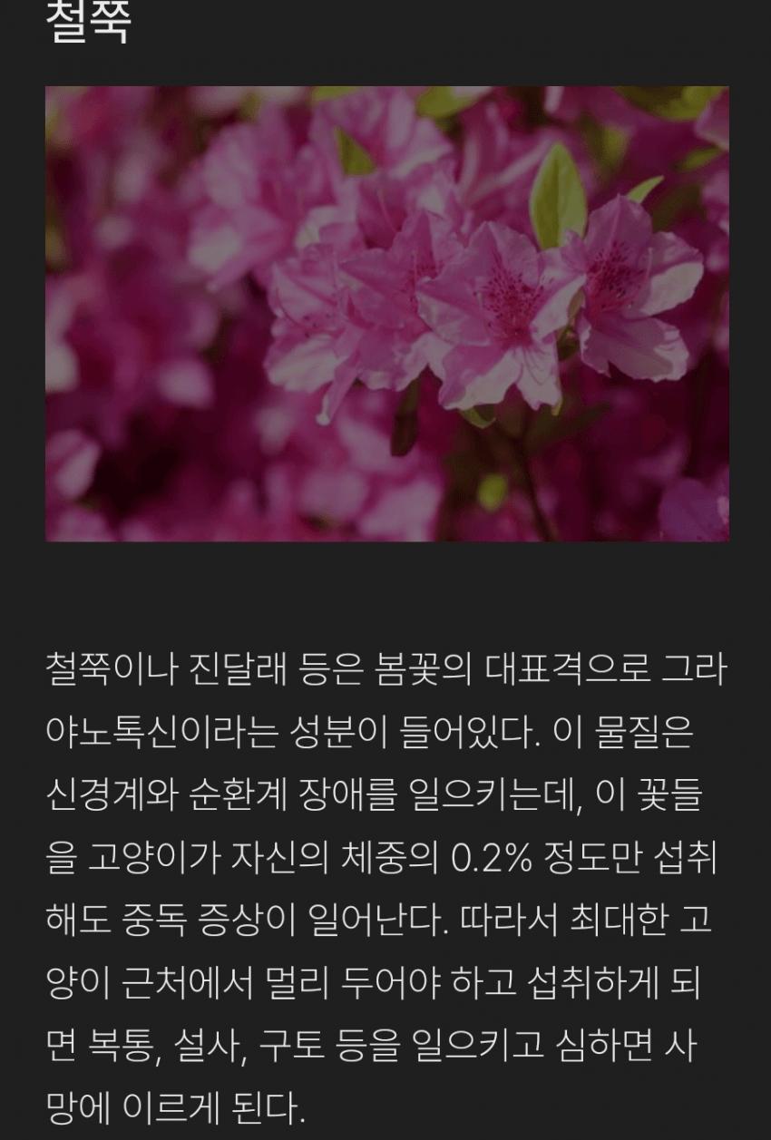 고양이 주변에 절대 키우면 안되는 식물