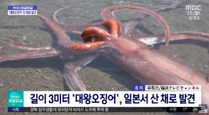 대왕오징어 해변가에서 숨쉰 채 발견.jpg