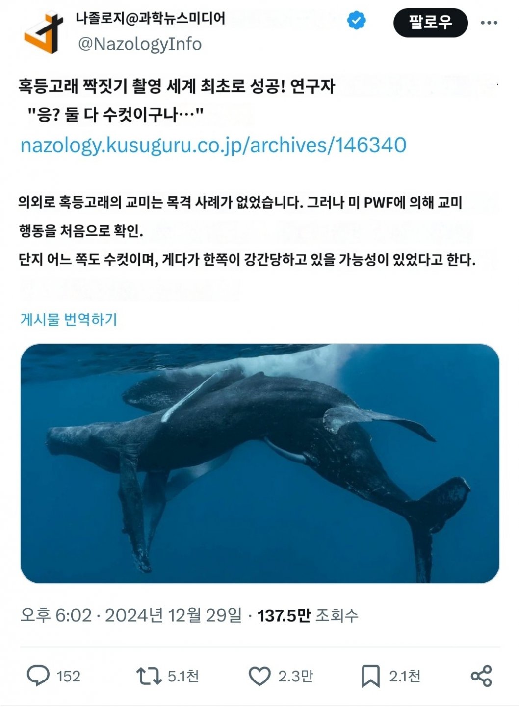 혹등고래의 짝짓기 촬영을 세계 최초로 성공 논란