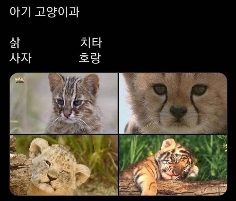 난폭한 야생동물들