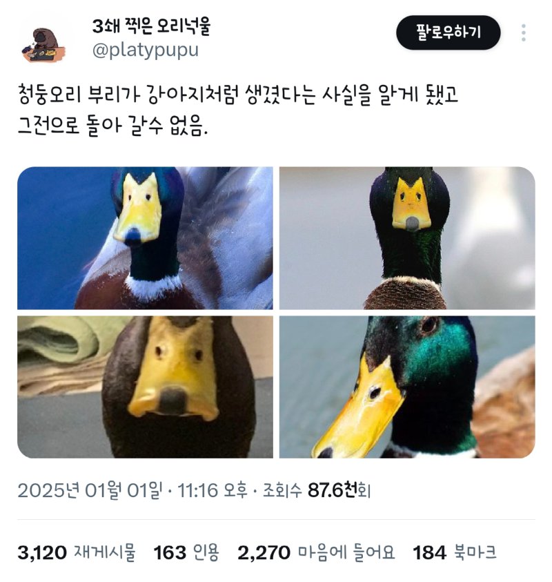 청둥오리 부리가 강아지처럼 생겼다는 사실을 알게됐고 그전으로 돌아갈수없음