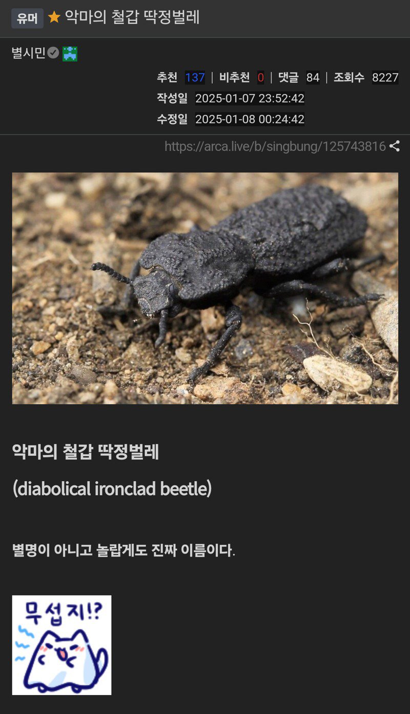 악마의 철갑 딱정벌레