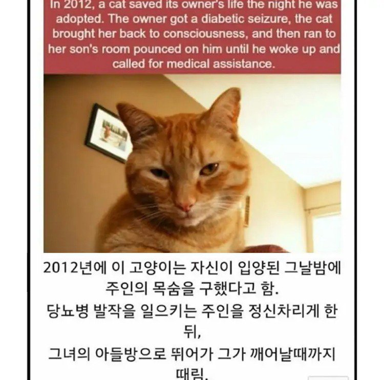 입양되자마자 주인 팬 고양이.jpg