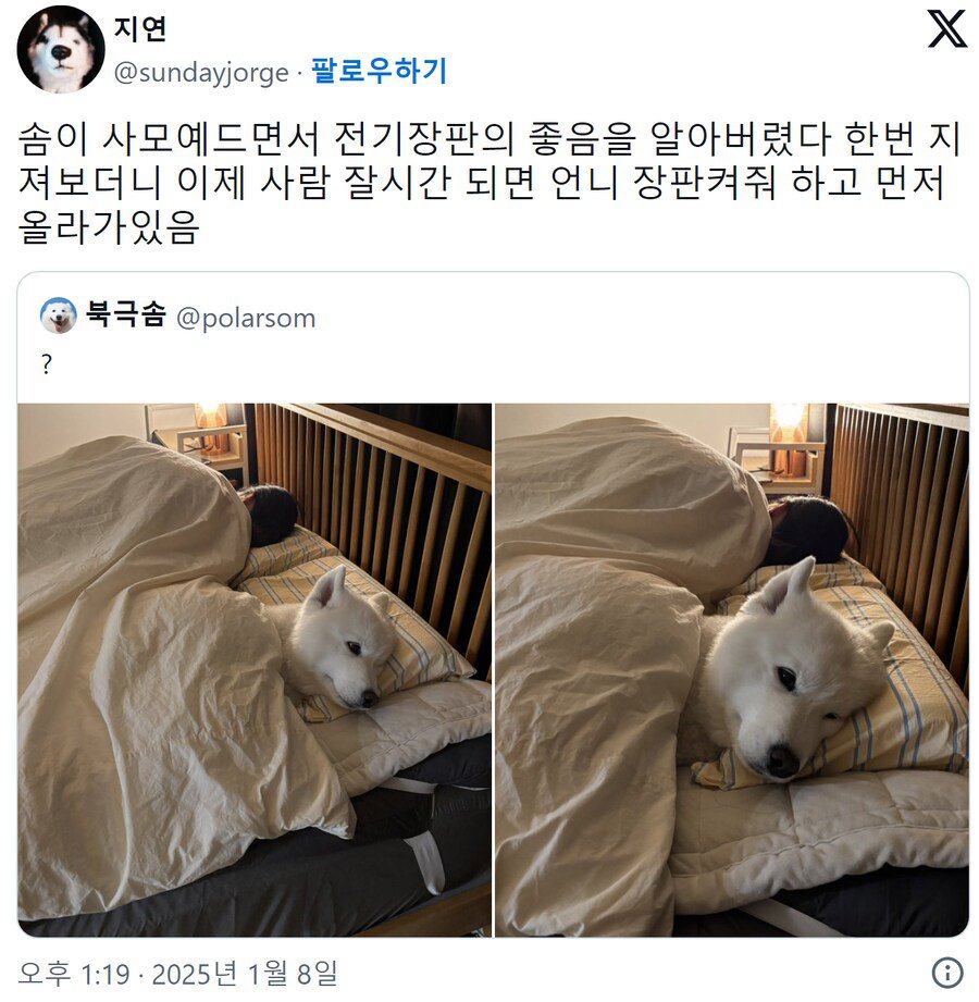 전기장판에 맛들려버린 사모예드