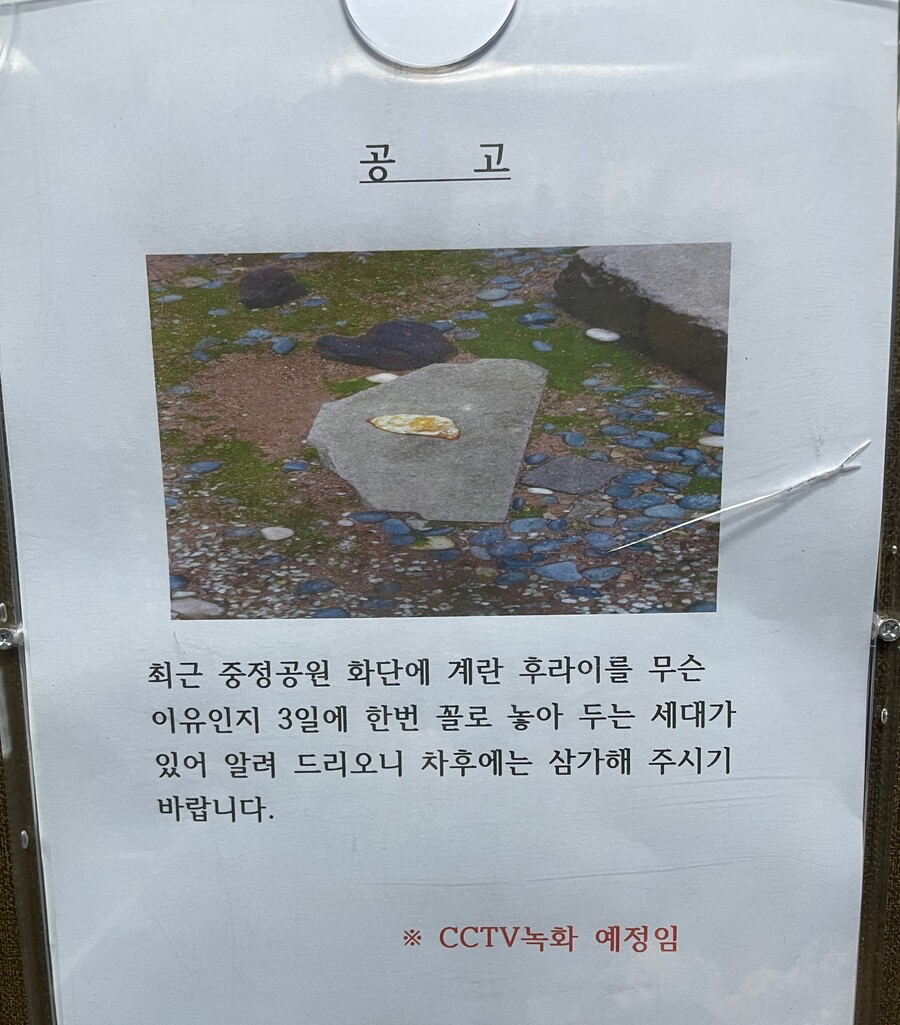 여름철 공원 계란후라이 빌런