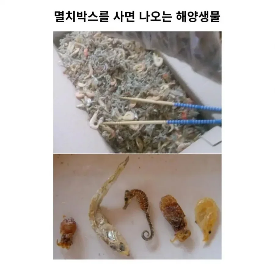 멸치박스 사면 나오는 것들